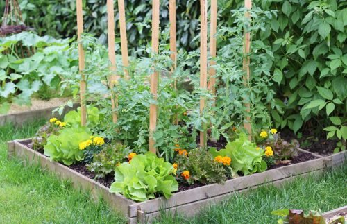 Home garden bed