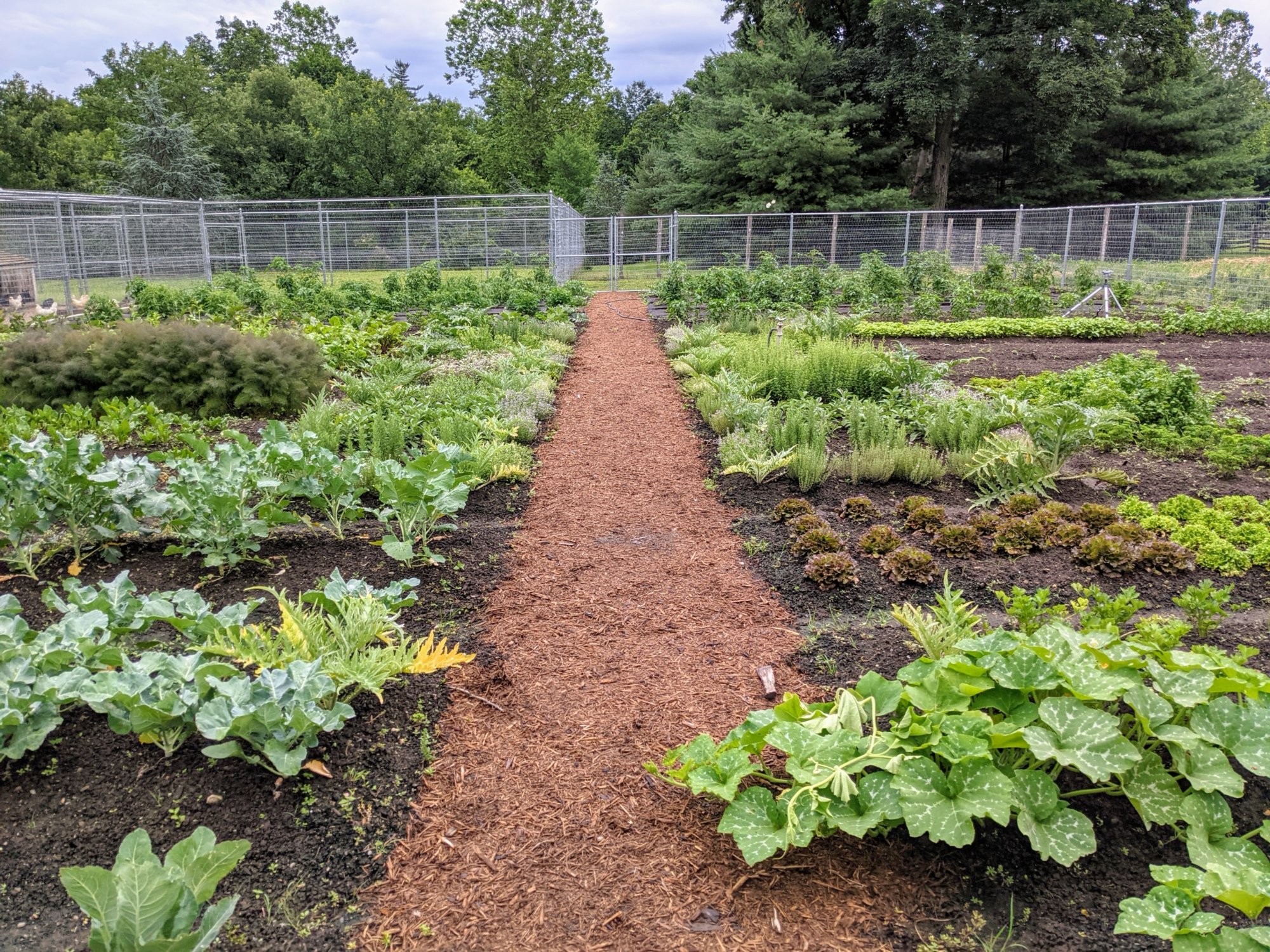 Vegetable garden